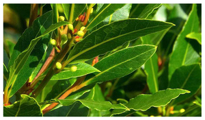 Oil of the Month – October: Bay Leaf Oil