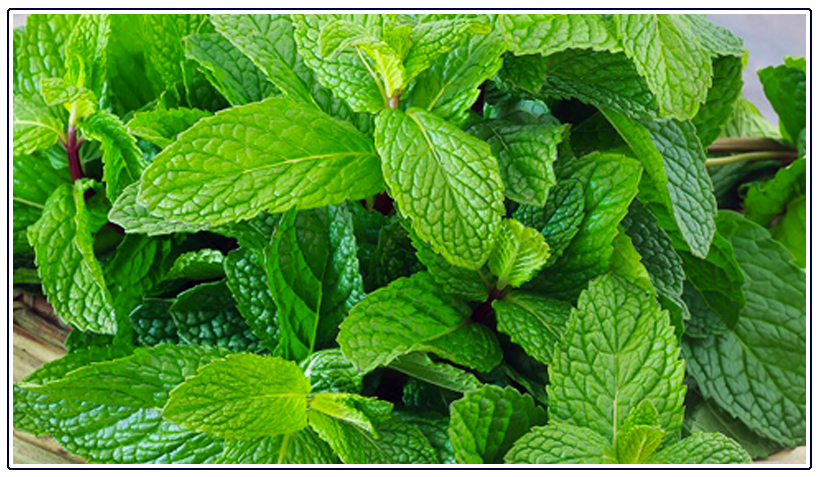 Our Essential Oil of the Month, February 2019: Spearmint Leaf Oil