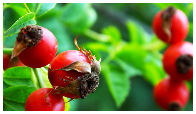 Oil of the Month – April: Rosehip Seed Oil