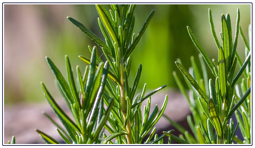 Essential Oil of the Month – March: Rosemary Leaf Oil