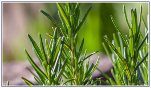 Essential Oil of the Month – March: Rosemary Leaf Oil
