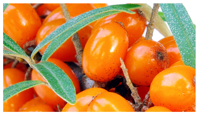 Essential Oil of the Month – June: Sea buckthorn Oil (Hippophae rhamnoides Fruit Oil)