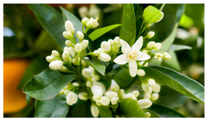 Essential Oil of the Month – May: Neroli Oil