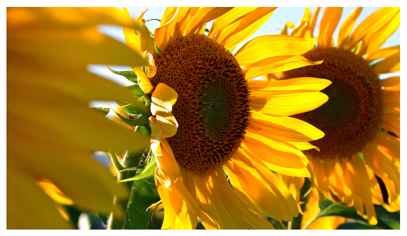 Oil of the Month – November: Sunflower Seed Oil (Helianthus annuus seed oil)