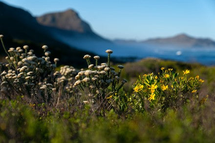 Luxury Indigenous and Fynbos Perfume Workshop