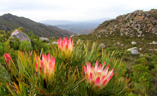 Indigenous and Fynbos Perfume Workshop
