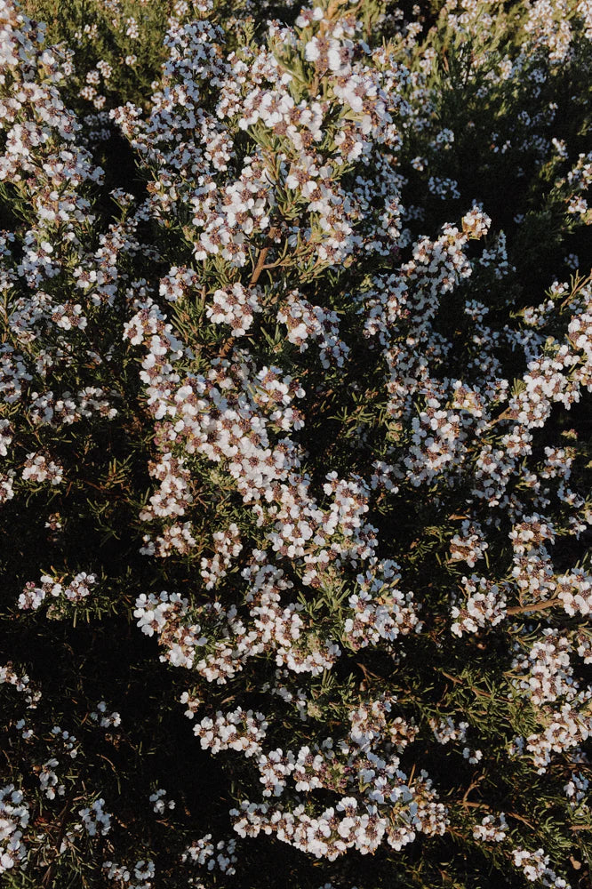 Luxury Indigenous and Fynbos Perfume Workshop