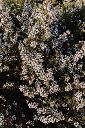 Luxury Indigenous and Fynbos Perfume Workshop