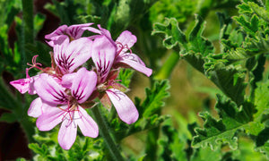 Luxury Indigenous and Fynbos Perfume Workshop