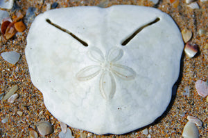 White sand dollar on a sandy surface with small shells and stones.